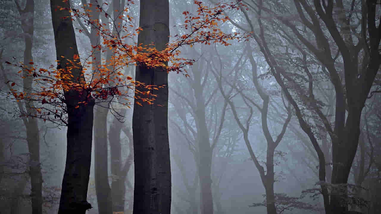 కారడవిలో సడెన్గా మహిళకు పురిటినొప్పులు.. ఆ తర్వాత ఏం జరిగిందంటే..?
