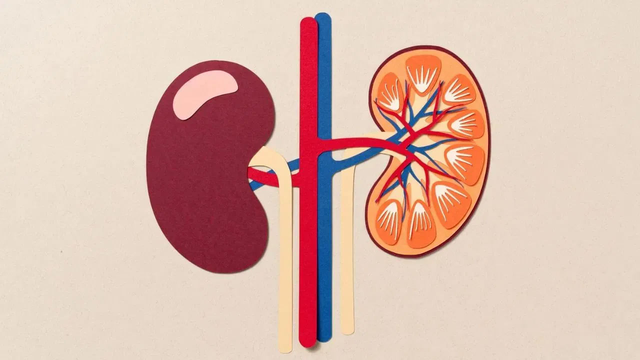 Kidney Health