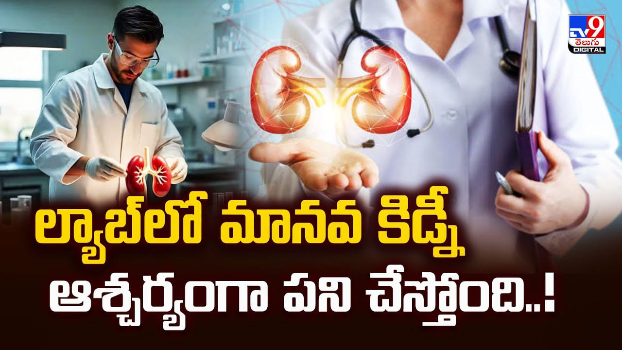 ల్యాబ్‌లో తయారైన మానవ కిడ్నీ..ఆశ్చర్యంగా పని చేస్తోంది