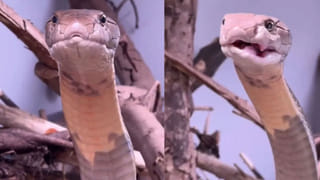 Viral Video: వావ్‌.. క్యా సీన్‌హై.. మూగజీవులకు తెలుసు ప్రాణం విలువ… రేసులో పడిపోయిన వ్యక్తి ప్రాణాన్ని ఎలా కాపాడాయో చూడండి