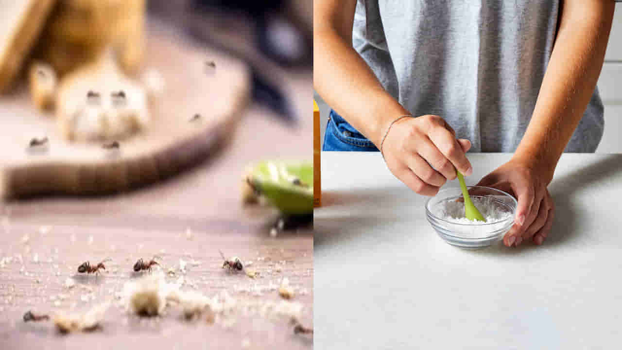 Kitchen Hacks: ఇంట్లో చీమలతో ఇబ్బంది పడుతున్నారా..! వంటింటి చిట్కాలను ట్రై చేయండి..