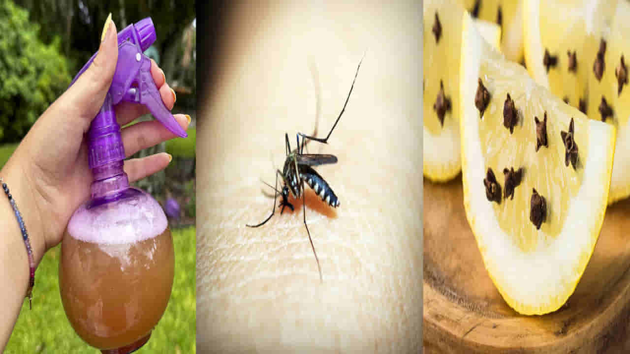 Kitchen Hacks: దోమలతో ఇబ్బంది పడుతున్నారా..! ఈ వంటింటి చిట్కాలతో దోమలు పరారీ.. ఆరోగ్యం సేఫ్..