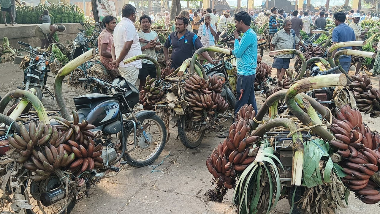 కోనసీమ ఎర్ర చక్ర కేళి అరటికి విదేశాల్లో క్రేజ్..! స్పెషల్ ఏంటంటే..