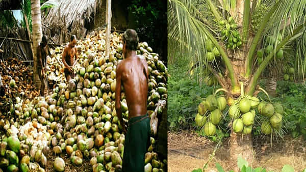 కోనసీమ కొబ్బరి చరిత్రలోనే అత్యధికంగా పెరిగిన ధరలు.. ఆనందంలో రైతన్నలు