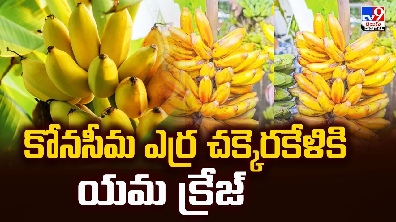 తింటే మైమరచిపోవాల్సిందే.. కోనసీమ ఎర్ర చక్కెరకేళికి యమ క్రేజ్ వీడియో