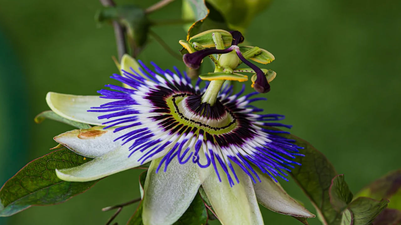 ఈ పువ్వు 5 రేకులు.. 5 రక్షక పత్రాలు.. శ్రీకృష్ణుని, పాండవులకు చిహ్నంగా భావిస్తారు. అంతేకాదు కృష్ణ కమల పువ్వులోని మూడు కళంకాలు త్రిమూర్తులైన బ్రహ్మ, విష్ణు, మహేశ్వరుడని సూచిస్తాయి. పువ్వుల  తంతువులు100 కౌరవులను సూచిస్తాయి. మొత్తం పువ్వు చుట్టూ ఉన్న తంతువులు శ్రీకృష్ణుని సుదర్శన చక్రాన్ని సూచిస్తుంది. ఈ మొక్కకు ఆధ్యాత్మిక ప్రాముఖ్యతతో పాటు అనేక ఔషధ ప్రయోజనాలను కలిగి ఉంది , ఒత్తిడి ఉపశమనం కోసం ఆయుర్వేదంలో విస్తృతంగా ఉపయోగించబడుతుంది. 