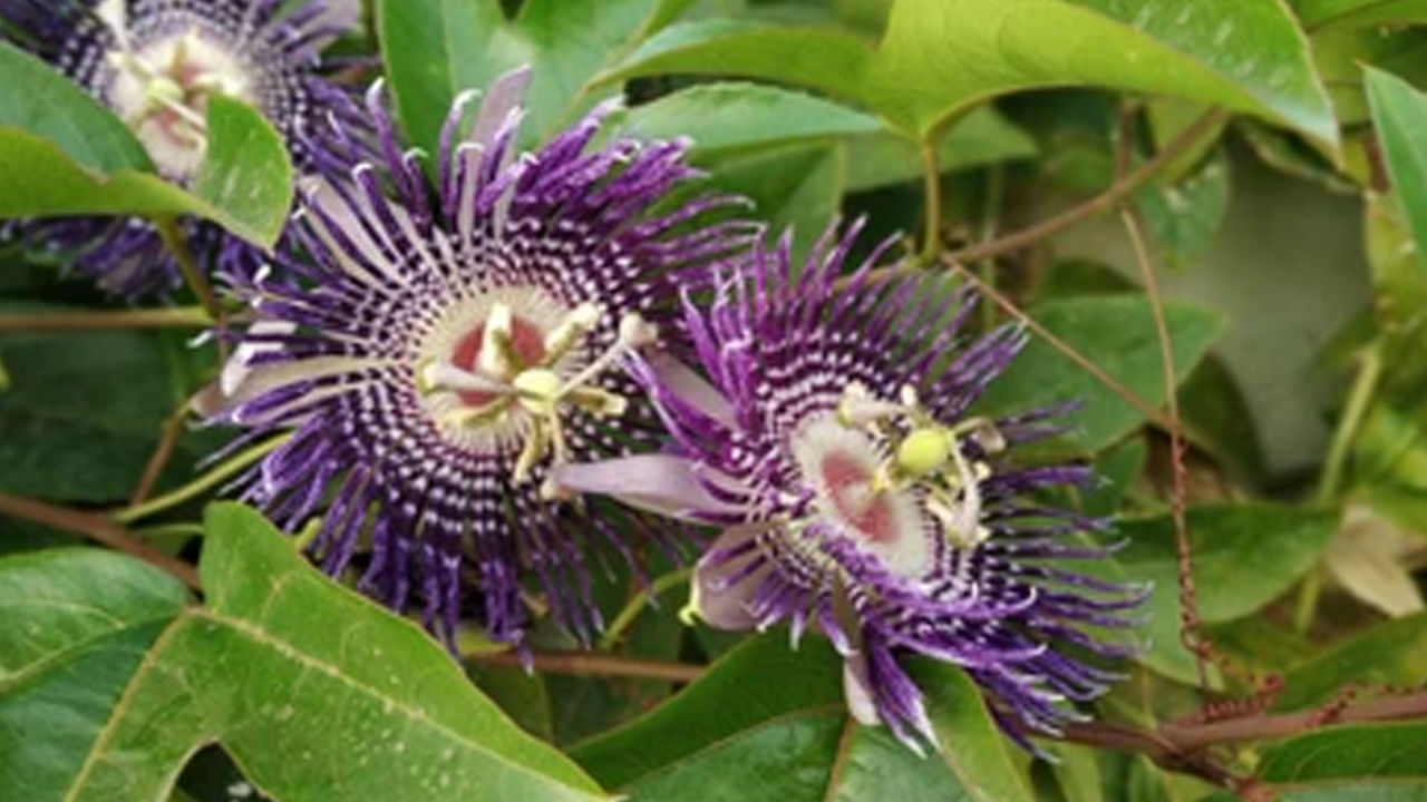 ఈశాన్య దిశలో పెంచడం కూడా శుభప్రదం. ఈ దిశలో కృష్ణ కమలాన్ని ఉంచడం వలన ఆధ్యాత్మిక వృద్ధికి, మానసిక ప్రశాంతతకు మంచిది. ఆగ్నేయ మూలలో నాటడం శుభప్రదం. తద్వారా శ్రేయస్సు, శాంతి , సానుకూల శక్తి వస్తాయి. 
