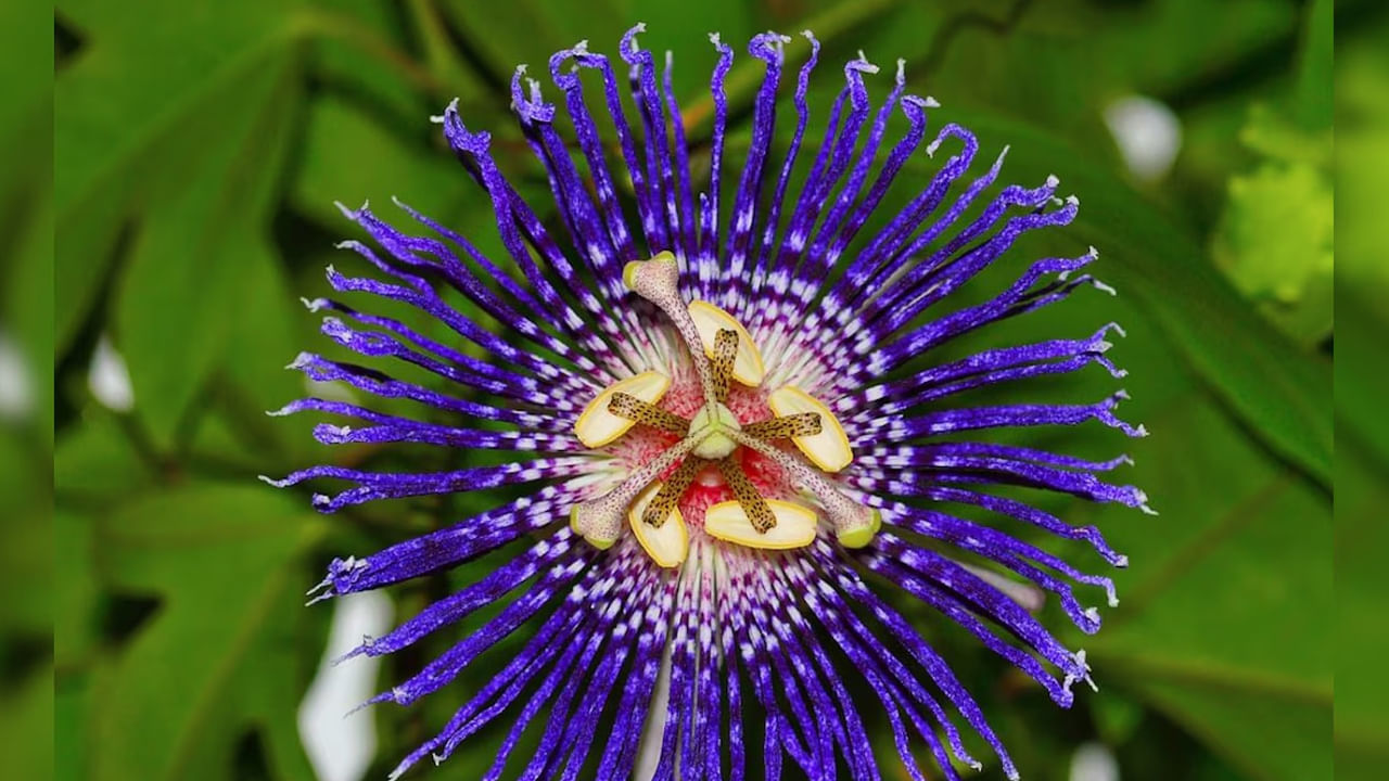 
కృష్ణ కమలం మొక్క ఒక తీగ. కనుక ఈ ప్రదేశాలలో ఈ మొక్కను పెంచడం వలన దీనికి మంచి మద్దతు కూడా లభిస్తుంది. అంతేకాదు ఈశాన్య దిశలో తోటలో ఈ మొక్క నాటడం ప్రకృతి , దైవిక శక్తులను సమన్వయం చేయడానికి ఇది అనువైనది. మంచి సూర్యకాంతి పొందుతుంది. 
 