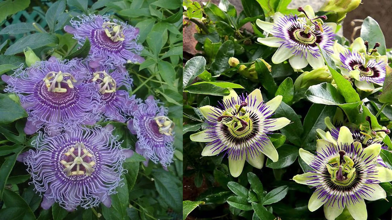 కృష్ణ కమలం మొక్క ఊదా-నీలం రంగుతో అందంగా పుష్పించే ఒక లత. ఈ పువ్వులోని భాగాలు శ్రీకృష్ణుని జీవితంలోని వివిధ అంశాలతో దగ్గరి సంబంధం కలిగి ఉన్నాయి.  అందుకనే ఈ మొక్కని అత్యంత పవిత్రమైన మొక్క అని అంటారు. కృష్ణ కమల మొక్క వాస్తు ప్రాముఖ్యత, ప్రయోజనాలు గురించి తెలుసుకుందాం.. 