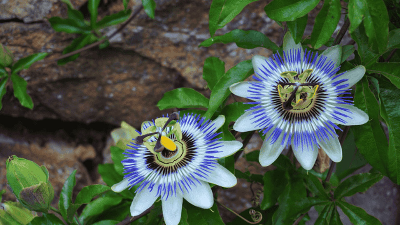 కృష్ణ కమలం మొక్కని పొరపాటున కూడా  నైరుతి, దక్షిణం లేదా పశ్చిమ దిశలలో పెంచవద్దు.  ఈ దిశలలో నాటడం అసమతుల్యత, స్తబ్దతకు కారణమవుతుంది. 
 