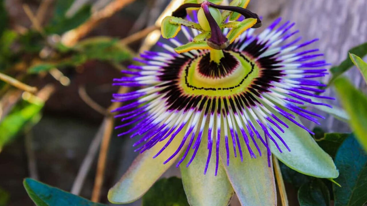 కృష్ణ  కమలం పువ్వులు సానుకూల శక్తిని ఆకర్షిస్తాయి. ప్రతికూలతను దూరం చేస్తాయి. గాలిని శుద్ధి చేస్తాయి. సామరస్య వాతావరణాన్ని కూడా ప్రోత్సహిస్తుంది. మొక్క శాంతియుత శక్తి కుటుంబ సభ్యుల మధ్య విభేదాలను తగ్గించడంలో సహాయపడుతుంది. 