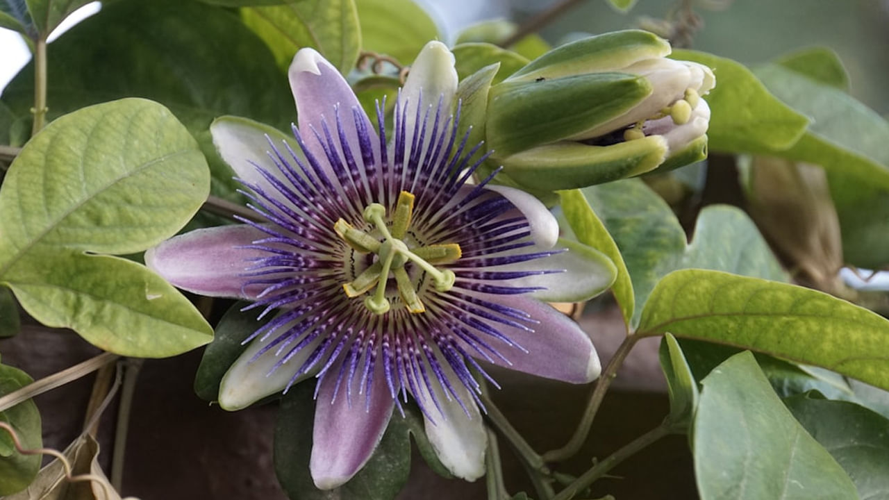 కృష్ణ కమల మొక్క కుటుంబ సభ్యుల బంధాన్ని పెంపొందించడానికి, ముఖ్యంగా వివాహిత జంటల బంధాన్ని బలోపేతం చేస్తుంది. అంతేకాదు దీనిని సరైన దిశలో ఉంచినప్పుడు సంపద,  ఆర్థిక సమృద్ధిని ఆహ్వానిస్తుంది. ఈ మొక్క ఉన్న ఇంట్లో లక్ష్మీ దేవి స్థిర నివాసం ఉంటుందని నమ్మకం. 