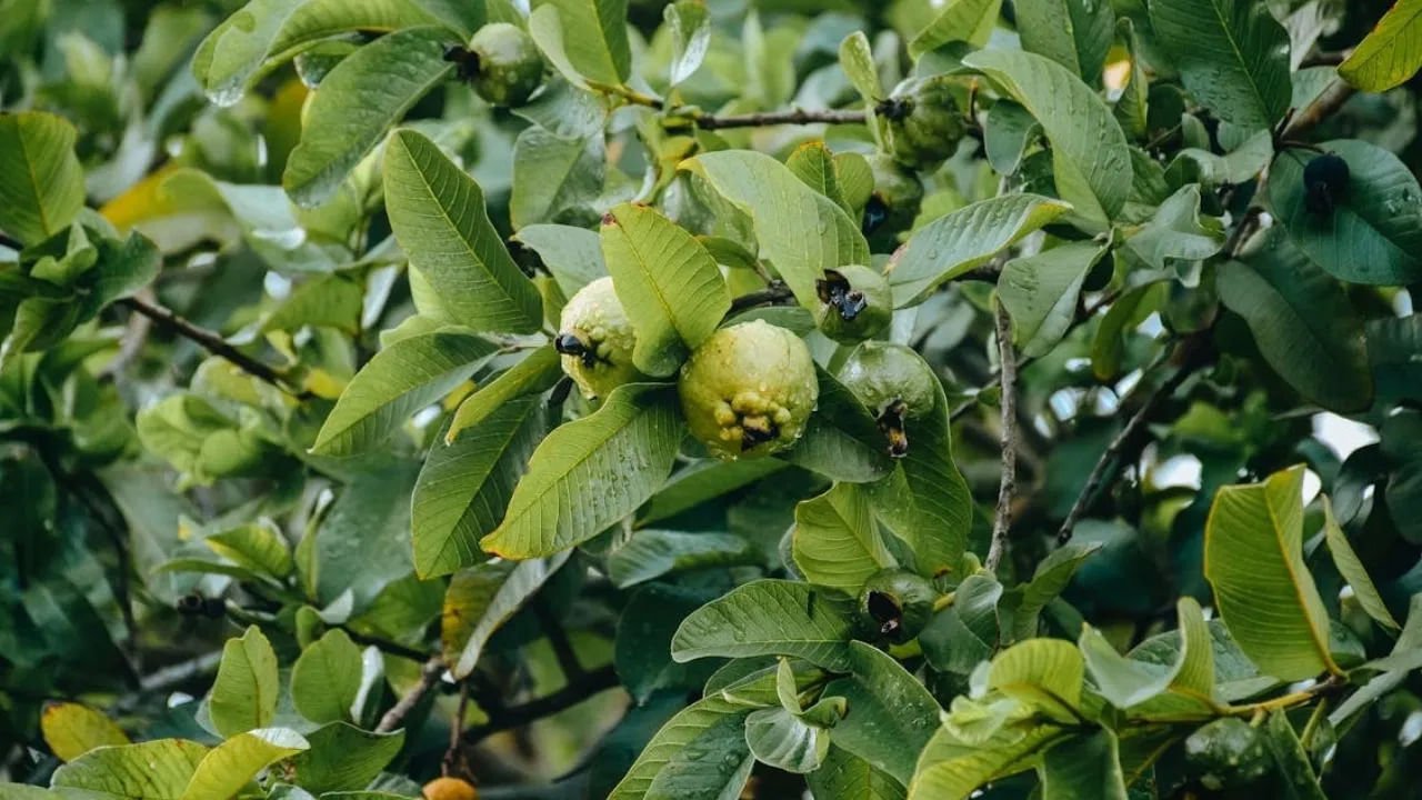 జామ ఆకులు: పేదవాడి యాపిల్ జామకాయ. ఇది విటమిన్ సి అద్భుతమైన మూలం. NIH అందించిన సమాచారం ప్రకారం జామ ఆకులు గాలిక్ ఆమ్లం, కాటెచిన్, ఎపికాటెచిన్, క్లోరోజెనిక్ ఆమ్లం వంటి ఫైటోకెమికల్స్ను గణనీయమైన మొత్తంలో కలిగి ఉంటాయి. అందువల్ల ఈ ఆకుల నుంచి తీసిన సారాలు ఆరోగ్యానికి చాలా ప్రయోజనకరంగా ఉంటాయి. లిపిడ్లను తగ్గించడం, మధుమేహం, ఆరోగ్యకరమైన కాలేయాన్ని నిర్వహించడం వంటి ప్రయోజనాలను అందిస్తాయి. ఎవరైనా గొంతు నొప్పితో ఇబ్బంది పడుతుంటే.. లేత జామ ఆకులు లేదా మొగ్గలను కోసి.. వాటిని నల్ల ఉప్పుతో కలిపి తినమని చెబుతారు. ఈ చిట్కా గొంతు నొప్పి నివారణకు ఉపశమనం ఇచ్చే మంచి చిట్కా.