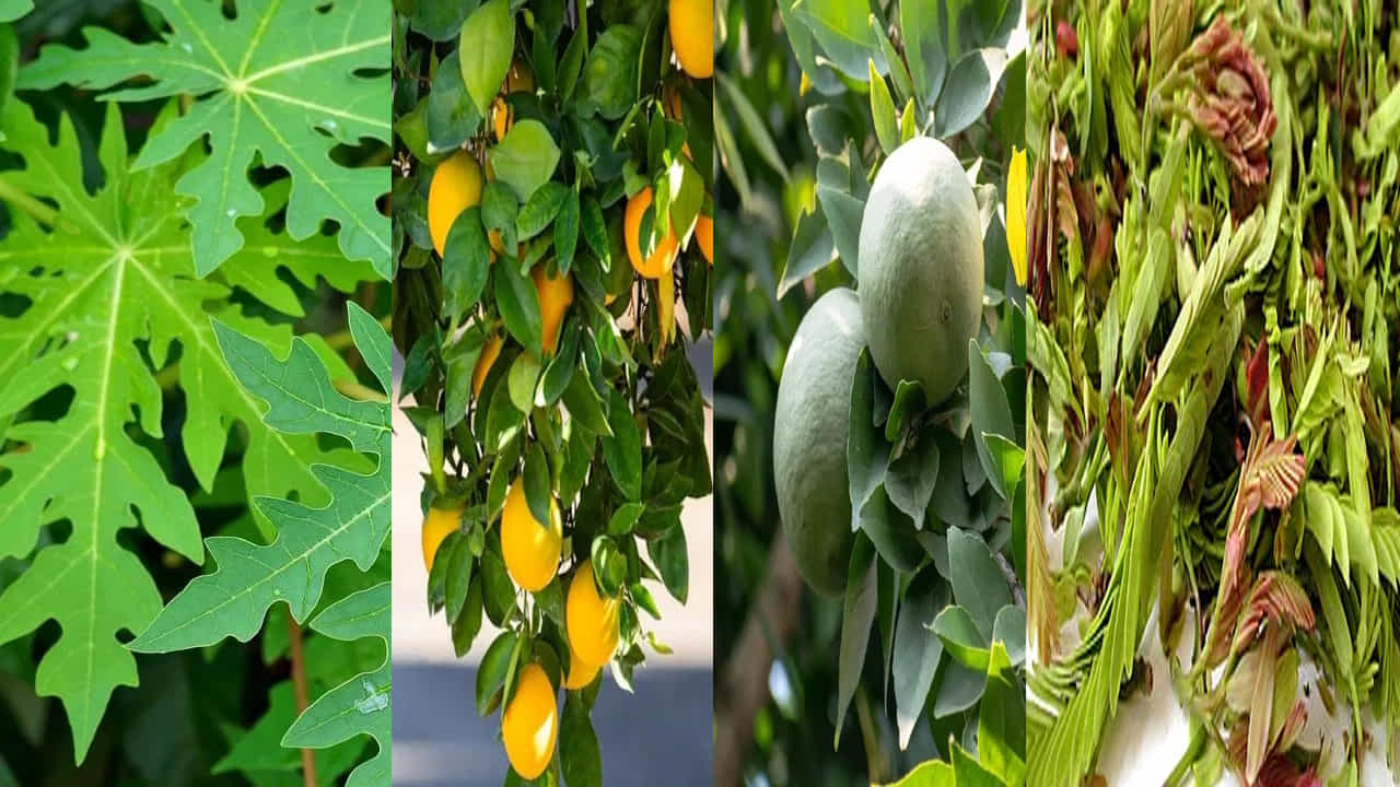 రోజువారీ ఆహారంలో పండ్లను చేర్చుకోవడం చాలా ముఖ్యం. ఎందుకంటే అవి మన శరీరానికి తగినంత పోషకాలను అందిస్తాయి. వివిధ రకాల పండ్లు అనేక సూక్ష్మపోషకాల నిధి. వీటిలో విటమిన్లు, ఖనిజాలు, పోషకాల సమ్మేళనాలు ఉన్నాయి. ఇవి ఆరోగ్యాన్ని కాపాడుకోవడానికి సహాయపడతాయి. ఈ రోజు ఆరోగ్యానికి ఒక వరంగా పరిగణించబడే ఐదు చెట్ల గురించి మనం తెలుసుకుందాం.. ఈ మొక్కల పండ్లు మాత్రమే కాదు ఆకులు కూడా ఆరోగ్యానికి చాలా ప్రయోజనకరంగా ఉంటాయి.
చెట్లు నీడను అందించడమే కాదు పోషణను అందిస్తాయి. ఆక్సిజన్ గాలికి అందిస్తాయి. శుభ్రమైన వాతావరణాన్ని ఏర్పరరుస్తాయి. చెట్టులోని చాలా భాగాలు మానవులకు ఉపయోగపడతాయి. వేప, కరివేపాకు, పుదీనా, తులసి, తమలపాకు ఇలా చిన్న పెద్ద అనే తేడా లేకుండా అనేక రకాల చెట్లు, మొక్కలు ఉన్నాయి. వీటి ఆకులు ప్రయోజనకరం. అయితే ఈ రోజు పోషకాలు అధికంగా ఉండే పండ్లను అందించడమే కాదు.. అనేక ఆరోగ్య సమస్యలకు చికిత్స చేయడానికి ఉపయోగపడే ఆకులున్న చెట్ల గురించి తెలుసుకుందాం.