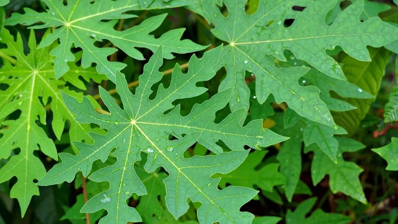 బొప్పాయి ఆకులు: హెల్త్లైన్ ప్రకారం బొప్పాయిలో విటమిన్ సి, ఫైబర్, విటమిన్ ఎ, బి9 వంటి అనేక పోషకాలు కూడా పుష్కలంగా ఉన్నాయి. దీని ఆకులు కూడా అద్భుతమైన ఆరోగ్య ప్రయోజనాలను అందిస్తాయి. పబ్మెడ్లో ప్రచురించబడిన ఒక నివేదిక ప్రకారం డెంగ్యూ జ్వరంలో ప్లేట్లెట్ కౌంట్ను పెంచడానికి బొప్పాయి ఆకులు చాలా ప్రయోజనకరంగా ఉంటాయి.