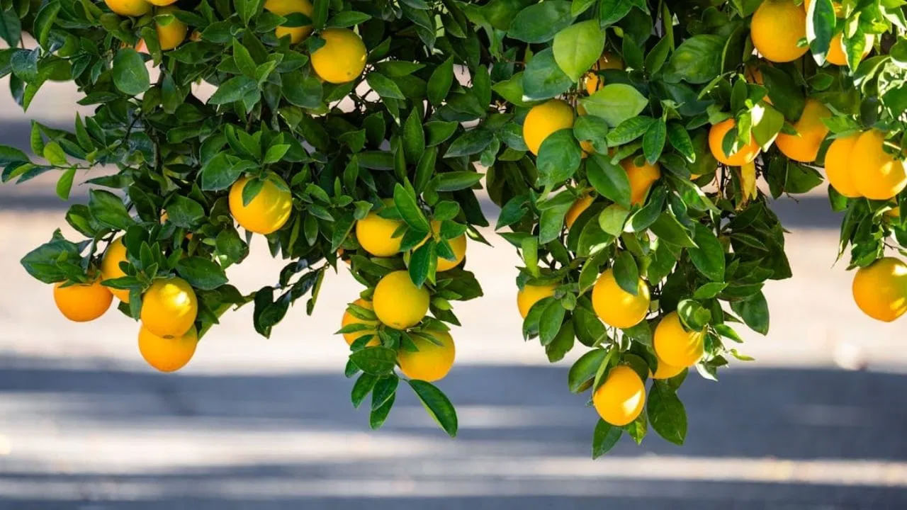 నిమ్మ ఆకులు: వేసవిలో ఉల్లాసాన్ని అందించే నిమ్మకాయ.. విటమిన్ సి కి అద్భుతమైన మూలం. ఇందులో మంచి మొత్తంలో పొటాషియం, బి6 కూడా ఉంటాయి. అయితే నిమ్మ ఆకులు మైగ్రేన్తో బాధపడేవారికి ప్రయోజనకరం. తల నొప్పి పెరిగితే నిమ్మ ఆకులను చేతుల్లో నలిపి వీటిని వాసన చూడటం వల్ల గణనీయమైన ఉపశమనం లభిస్తుంది. నేషనల్ లైబ్రరీ ఆఫ్ మెడిసిన్ ప్రకారం సిట్రస్ పండ్లతో తయారు చేసిన సిరప్ కూడా మైగ్రేన్ నొప్పి నుంచి ఉపశమనం కలిగిస్తుంది.