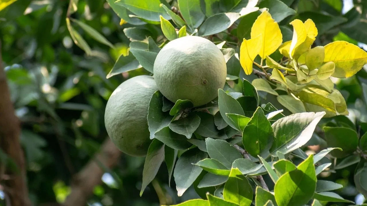 బిల్వ పత్రాలు: వేసవిలో బిల్వ పత్రాల రసం జీర్ణక్రియకు, శరీరాన్ని రిఫ్రెష్ చేయడానికి, వడ దెబ్బ నుంచి రక్షణ ఇస్తుంది. బిల పత్రాలను పూజకు ఉపయోగిస్తారు. ఆరోగ్యానికి కూడా ప్రయోజనాన్ని ఇస్తాయి. NIH లో ప్రచురించబడిన ఒక నివేదిక ప్రకారం ఈ చెట్టు ఆరోగ్య ప్రయోజనాలు పండ్లకే పరిమితం కాదు.. దీని ఆకులు, వేర్లు, కాండం, బెరడు, విత్తనాలు కూడా వాటి క్రియాశీల సమ్మేళనాల కారణంగా ప్రయోజనకరంగా ఉంటాయి.