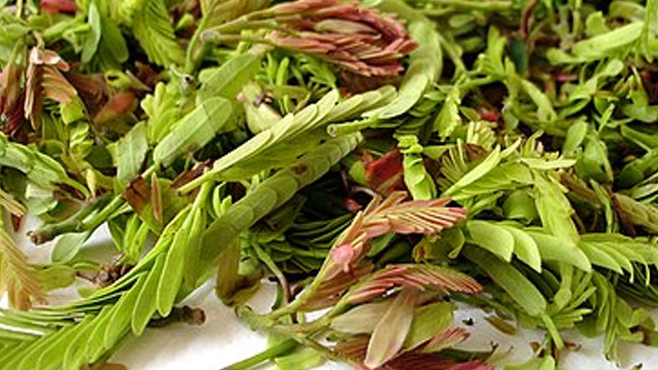 చింత చిగురు: చింతపండుతో పాటు చింత చిగురు కూడా పుల్లగా ఉంటాయి. ఈ చింత చిగురులో పోషకాలు సమృద్ధిగా ఉంటాయి. విరేచనాలు, మలబద్ధకం, జ్వరం వంటి ఆరోగ్య సమస్యలకు చికిత్స చేయడానికి చింతచిగురుని ఔషధంగా ఉపయోగిస్తారని హెల్త్లైన్ నివేదిస్తుంది. అయితే చింత చిగురుని ఎక్కువగా తినకూడదు.