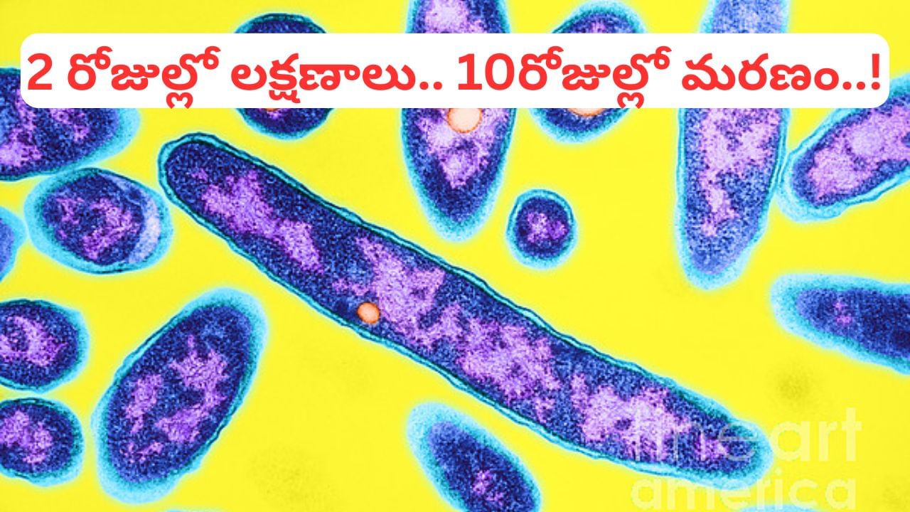 ఓరీ దేవుడో.. కరోనా పోయిందనుకుంటే.. మరో మహమ్మారి.. 2రోజుల్లో లక్షణాలు,10రోజుల్లో మరణం..!