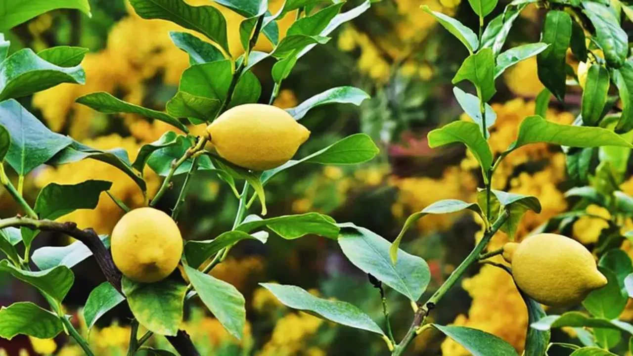 పాలరాయి, గ్రానైట్: పాలరాయి, గ్రానైట్ కౌంటర్‌టాప్‌లను శుభ్రం చేయడానికి నిమ్మకాయను ఉపయోగించవద్దు. నిమ్మరసం వాటి ఉపరితలాలను దెబ్బతీస్తుంది. కాబట్టి నిమ్మతో  అన్నీ రకాల వస్తువులను క్లీన్ చేయవద్దు
