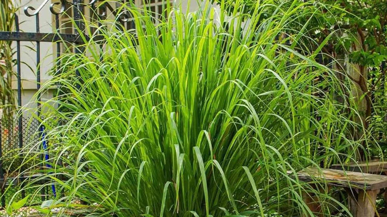 Lemon Grass Plant