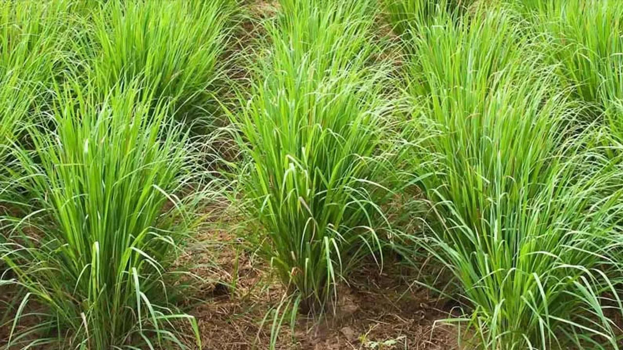 Lemon Grass