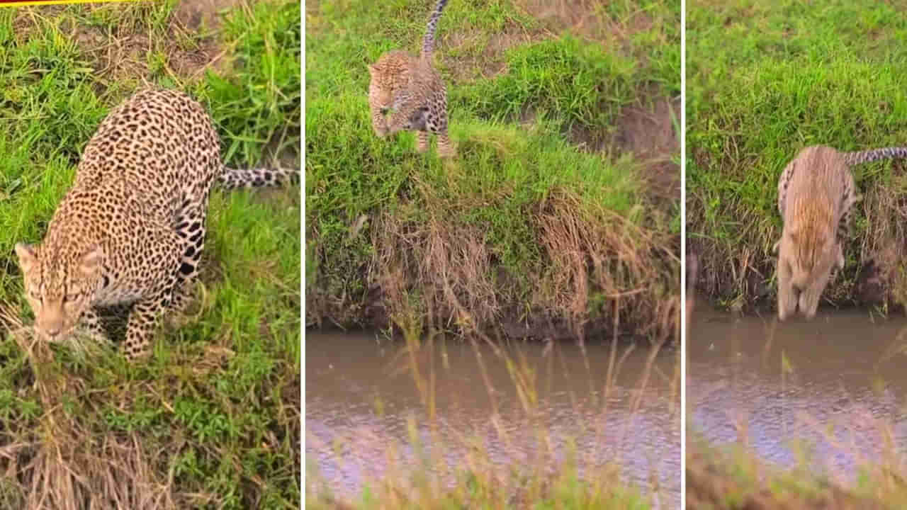 Viral Video: చిరుత ఎగరడం మీరెప్పుడైనా చూశారా..? అంత పెద్ద ప్రవాహాన్ని నీళ్లు తాగినంత ఈజీగా