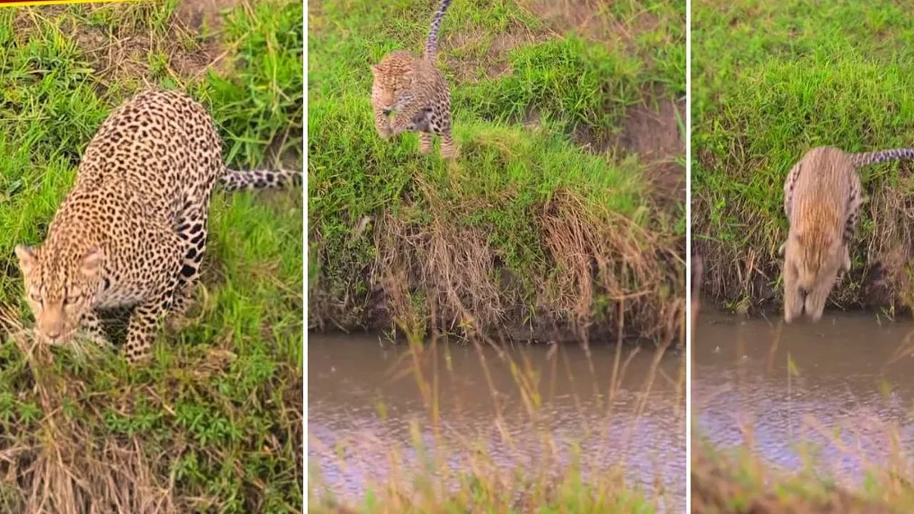 Viral Video: చిరుత ఎగరడం మీరెప్పుడైనా చూశారా..? అంత పెద్ద ప్రవాహాన్ని నీళ్లు తాగినంత ఈజీగా