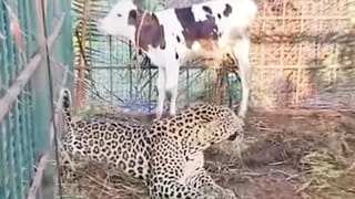 కుక్క కరిస్తే ప్రజలకు భారీ పరిహారం.. సరికొత్త పథకాన్ని తీసుకొచ్చిన రాష్ట్ర ప్రభుత్వం..