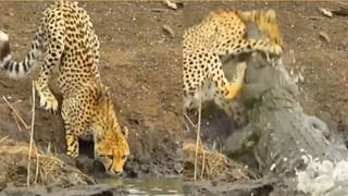 Giant Pumpkin: భారీ గుమ్మడి కాయని పండించిన రష్యన్ రైతు.. బరువు తెలిస్తే షాక్..