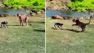 Viral Video: మీ బాల్యాన్ని మిస్ అవుతున్నారా.. ఆరేళ్ళ చిన్నారుల బైక్ రేసింగ్.. వీడియోపై ఓ లుక్ వేయండి..