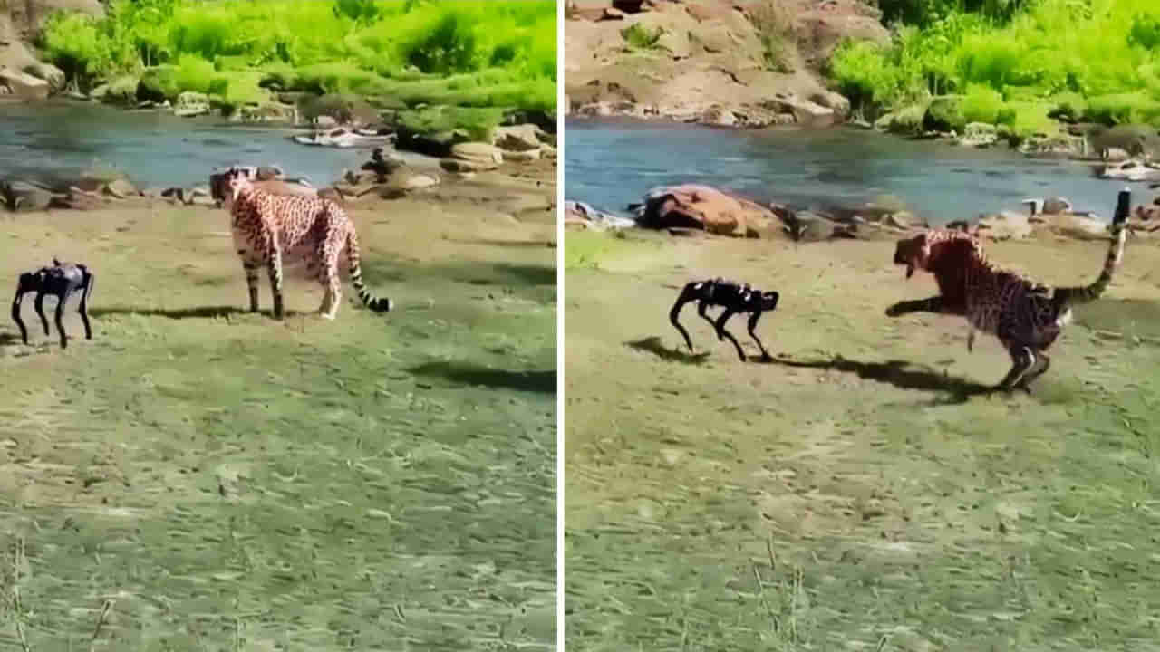 Viral Video: ఇదెక్కడి కుక్క రా బాబోయ్.. బిత్తరపోయిన చిరుత.. వీడియో వైరల్