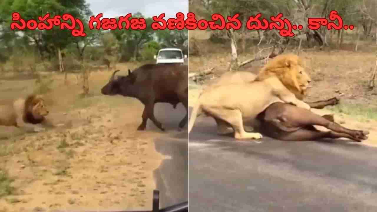 Viral Video: అడవి దున్న దెబ్బకు సింహం గజగజ.. కానీ చివరకు ఏమైందంటే..? వీడియో వైరల్..