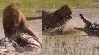 Viral Video: ఎవర్రరేయ్‌ బామ్మకు వయసైందని అన్నది… బామ్మ ఎనర్జీకి నెటిజన్స్‌ కెవ్వు కేక