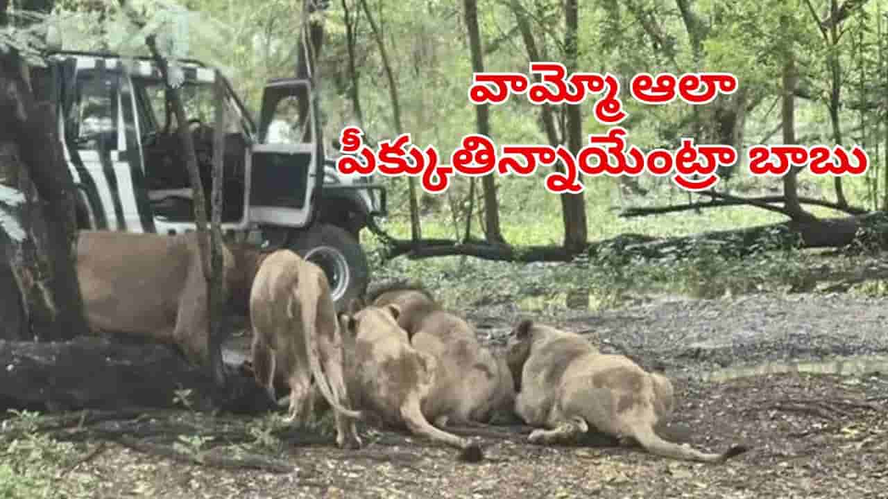 వామ్మో ఆలా పీక్కుతిన్నాయేంట్రా బాబు.. జూలో సింహాలు వద్దకు వచ్చిన సఫారీ వాహనం.. షాకింగ్ వీడియో