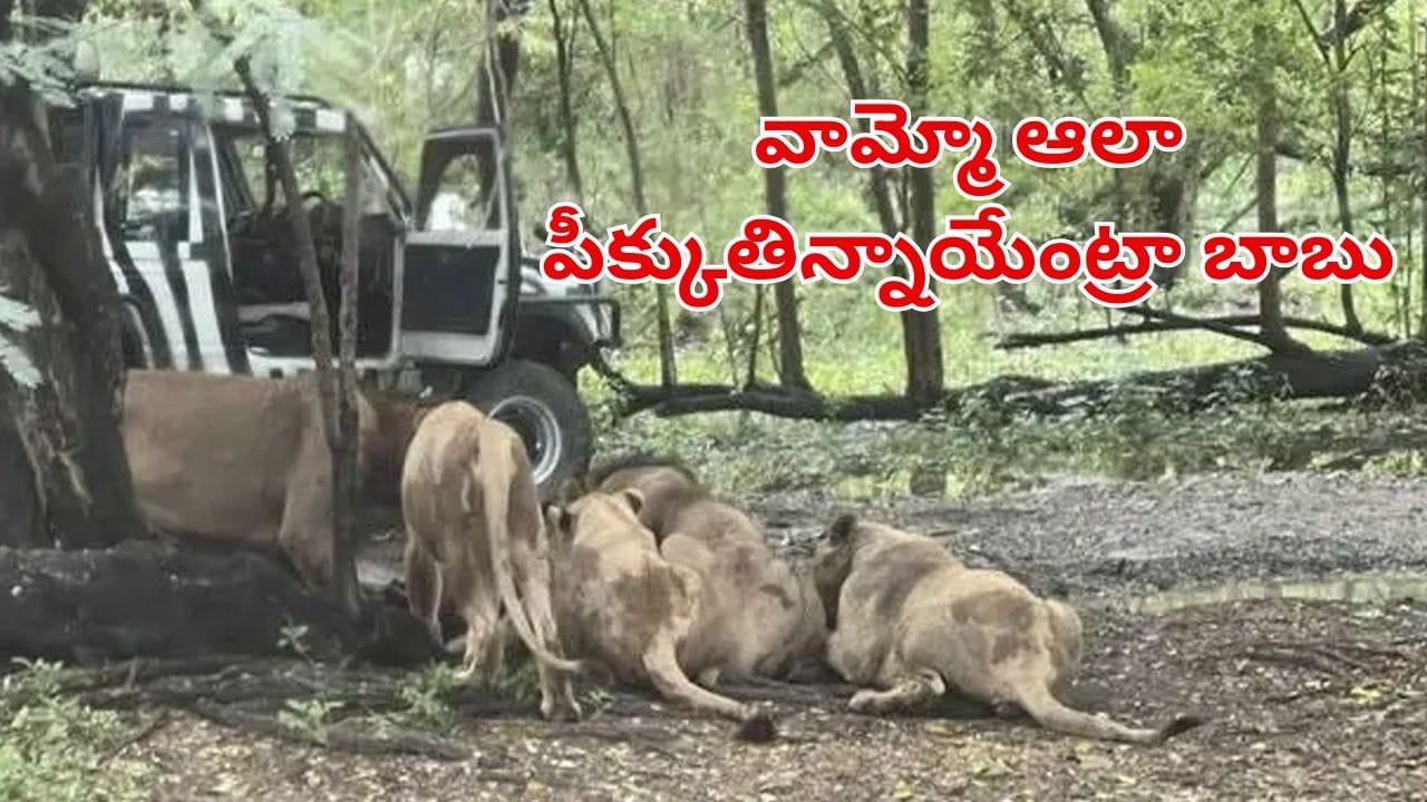 వామ్మో ఆలా పీక్కుతిన్నాయేంట్రా బాబు.. జూలో సింహాలు వద్దకు వచ్చిన సఫారీ వాహనం.. షాకింగ్ వీడియో