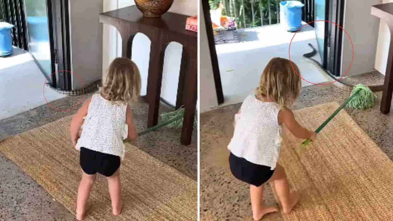 వామ్మో.. పిల్లా కాదు బాబోయ్ చిచ్చర పిడుగు.. భారీ విష సర్పాన్ని బొద్దింకలా తరిమికొట్టింది..!