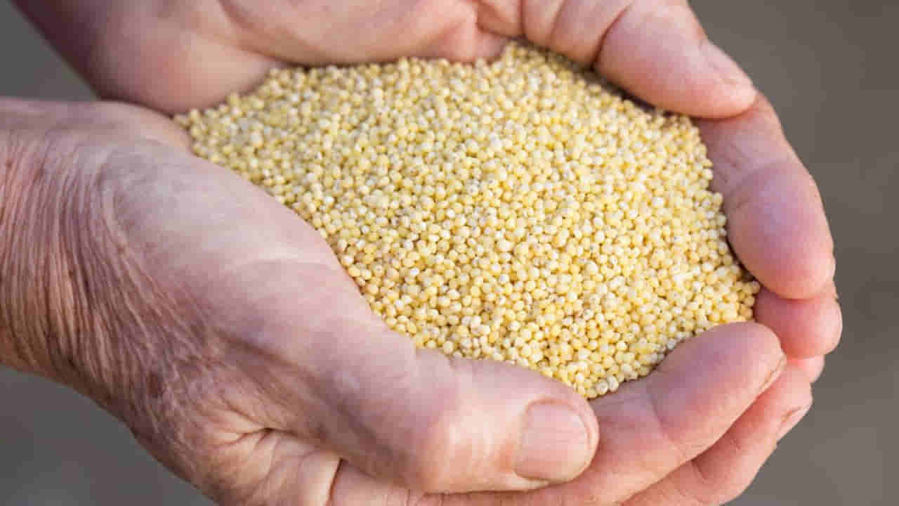 సామలు తింటే ఎన్ని ఉపయోగాలు తెలిస్తే ఖచ్చితంగా 10 కేజిలు కొంటారు.. ఆరోగ్యానికి అమృతమే..!