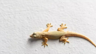 Brain Power: జస్ట్.. ఇవి తింటే చాలు.. మీ మెదడు మెరుపు వేగంతో పనిచేస్తుంది..!