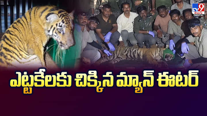 Maharashtra: ఎట్టకేలకు చిక్కిన మ్యాన్ ఈటర్ Maharashtra: ఎట్టకేలకు చిక్కిన మ్యాన్ ఈటర్