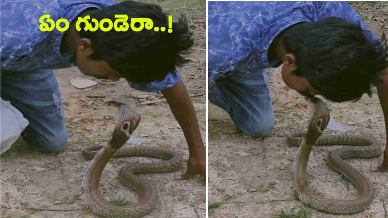 Snake Video: ఏం గుండెరా వీడిది..! పాముతో ఆటలు.. ఏకంగా పడగపైనే ముద్దు..!
