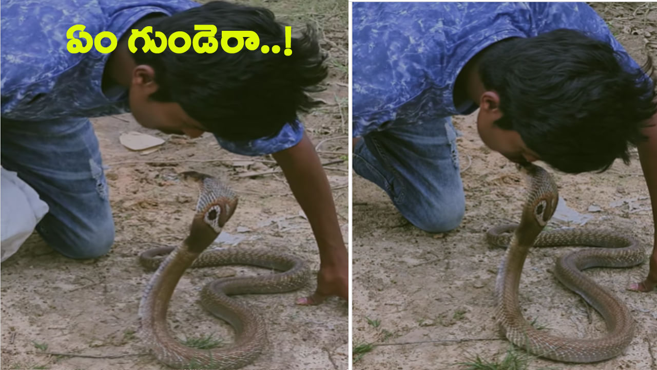 Snake Video: ఏం గుండెరా వీడిది..! పాముతో ఆటలు.. ఏకంగా పడగపైనే ముద్దు..!