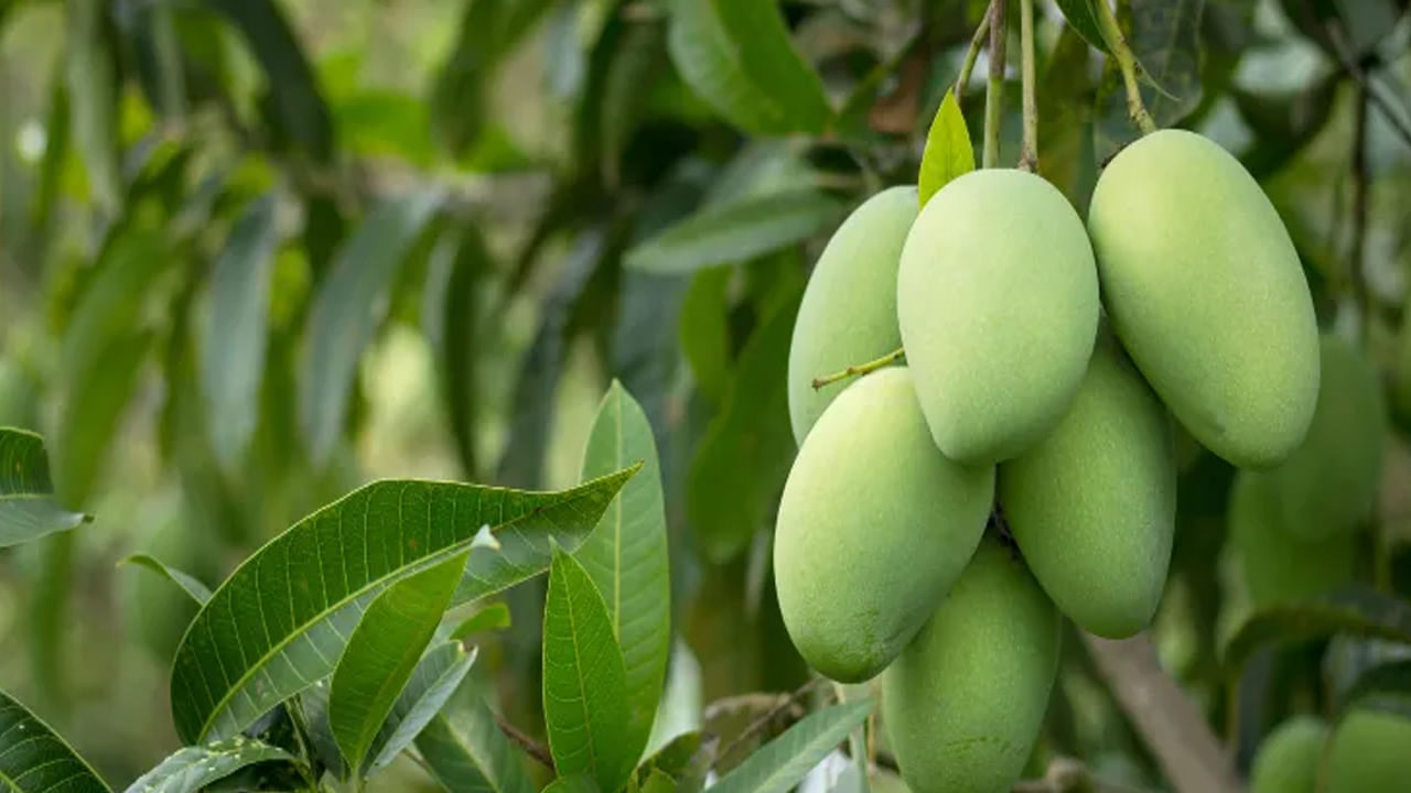 పండ్లలో ప్రతి ఒక్కరికీ ఇష్టమైన పండు ఏదైనా ఉందంటే అది మామిడే అని చెప్పవచ్చు. ఈ పండులో రుచితో పాటు అనేక రకాల ఆరోగ్యప్రయోజనాలు ఉంటాయి. ఈ పండ్ల చెట్టును మనం పెరట్లో పెంచుకోవడం చాలా ఈజీ. ఈ చెట్టు చాలా తక్కువ భూమిలో పెరుగుతుంది. అలాగే ఎక్కువ పండ్లను అందిస్తుంది. బయట దొరికే హైబ్రిడ్‌ పండ్ల కన్నా.. మన ఇంట్లో కాచే ఈ పండ్లు మన ఆరోగ్యానికి ఎంతో మంచివి