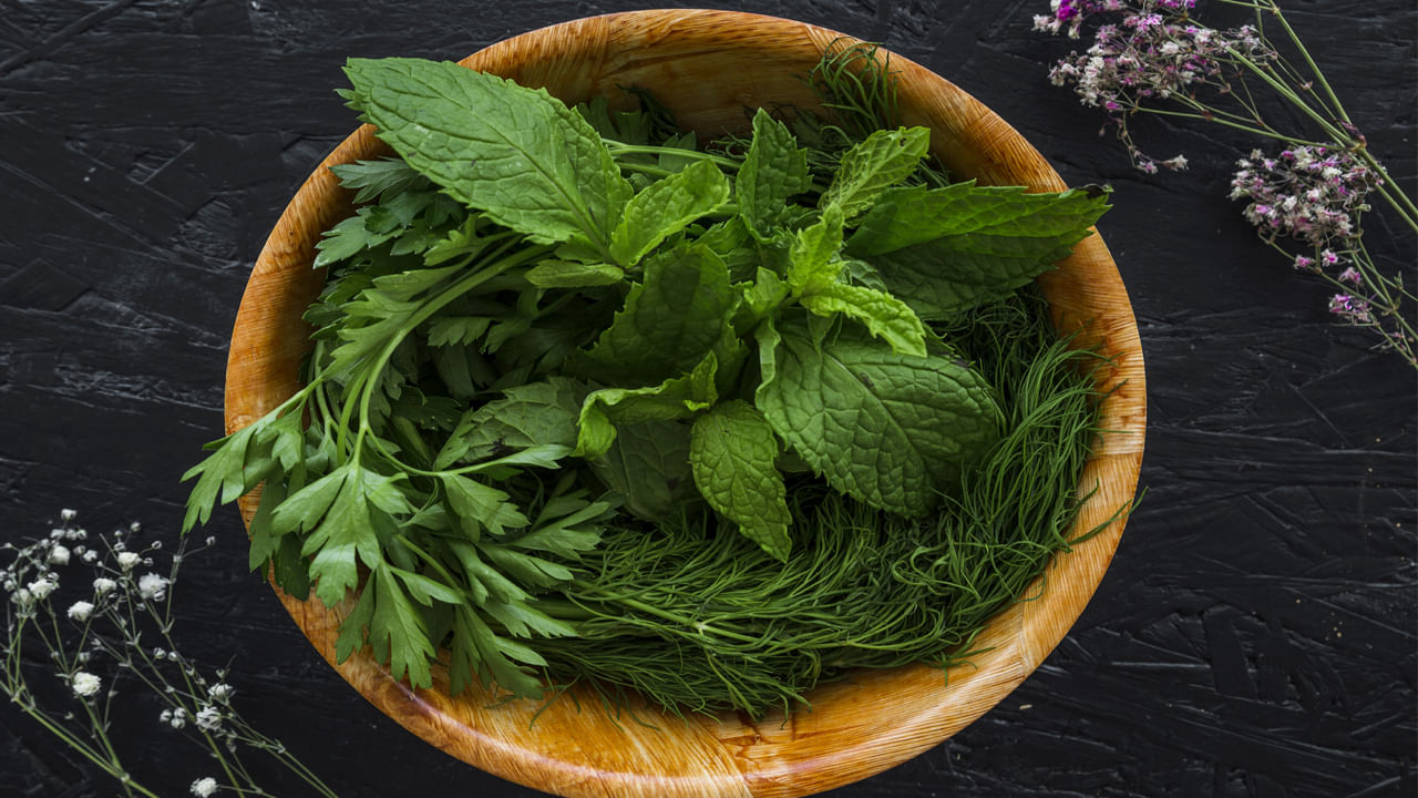 Mint Plant