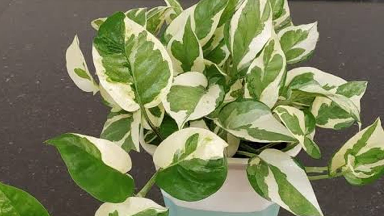 మనీ ప్లాంట్‌ మీ ఆర్థిక స్థిరత్వాన్ని పెంచుతుంది. ధన ప్రవాహాన్ని పెంచుతుంది కనుక మనీప్లాంట్ నాటుతారు. దీని గురించి వాస్తు శాస్త్రంలో కూడా ప్రస్తావించారు. ఇలాంటి కారణాలతో ఇప్పుడు చాలా మంది తమ ఇళ్లల్లో మనీ ప్లాంట్స్ పెంచుతున్నారు.