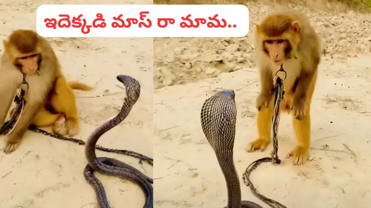 Viral Video: అట్లుంటది మనతోని.. కింగ్ కోబ్రాను రప్ఫాడించిన కోతి మావ.. వీడియో చూస్తే నమ్మలేరు