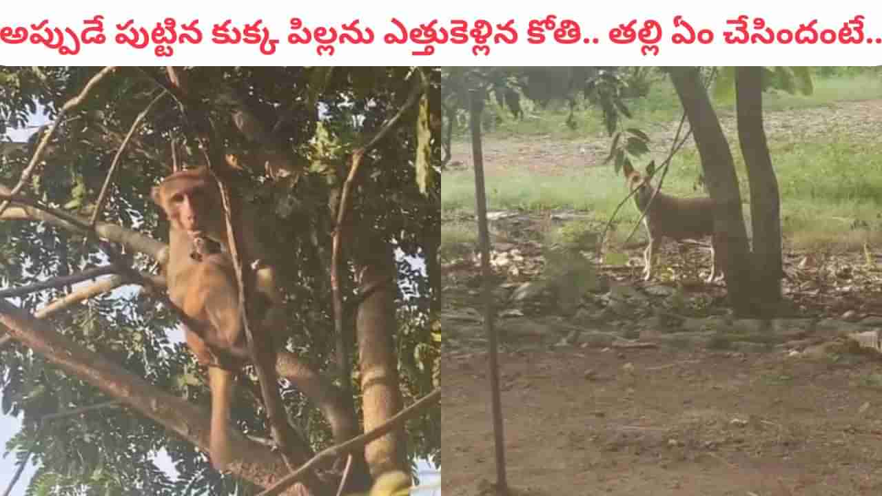 Watch Video: అప్పుడేపుట్టిన కుక్కపిల్లను ఎత్తుకెళ్లిన కోతి.. మిగతా కుక్కలతో కలిసి తల్లి ఏం చేసందో చూడండి