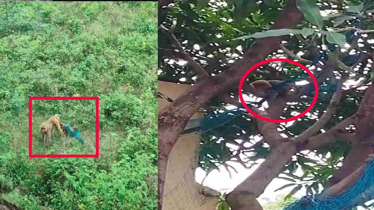 వలలో చిక్కుకుని తల్లడిల్లిన పిల్ల కోతి.. తీసేందుకు యత్నించిన స్థానికులు.. ఇంతలోనే!