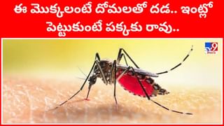 నవరాత్రి స్పెషల్ : ఏ తేదీన జన్మించిన వారు దుర్గామాతకు ఏ నైవేద్యం సమర్పించాలంటే?