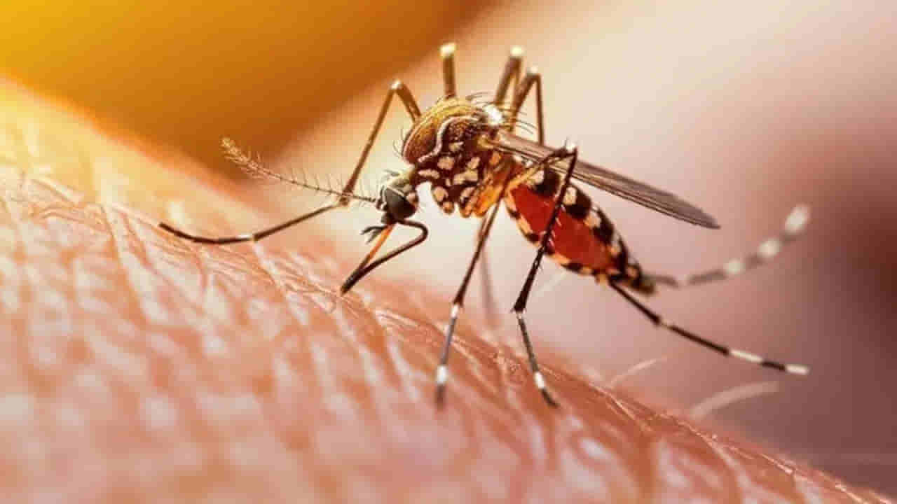 మీకు ఉండే ఈ అలవాట్లే దోమలను ఎక్కవగా ఆకర్షిస్తాయట.. తాజా పరిశోధలో నమ్మలేని నిజాలు!